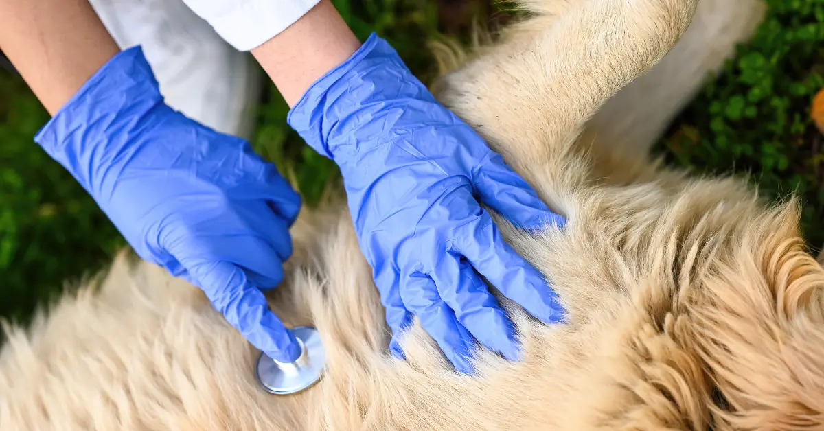 Vet Gloves - USAMED Medical Distributors